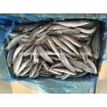 Frozen Fish Seafood Bonito (Bullet tuna)